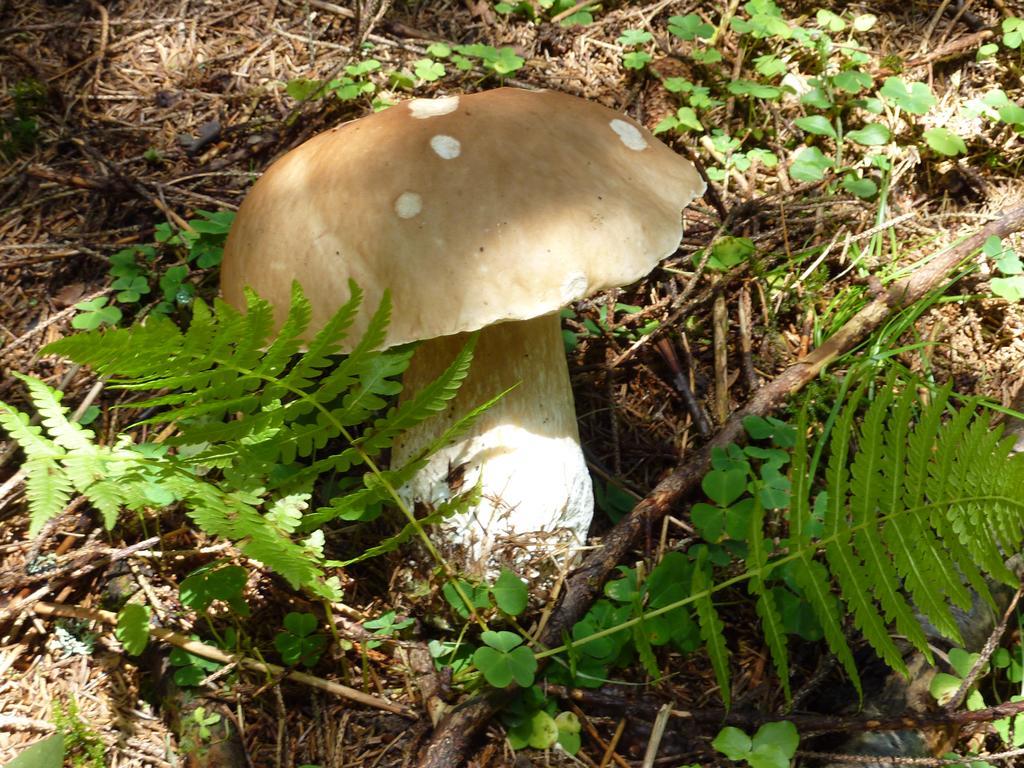 Bio-Bauernhof Rettenbachgut Werfen Kültér fotó