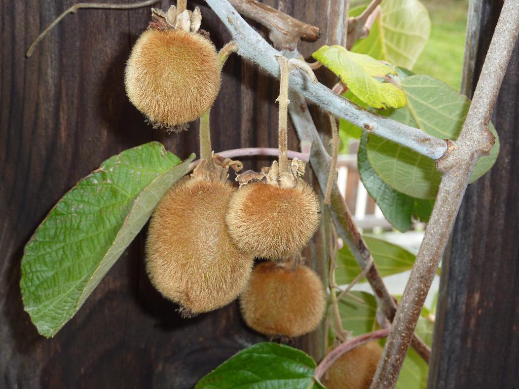 Bio-Bauernhof Rettenbachgut Werfen Kültér fotó
