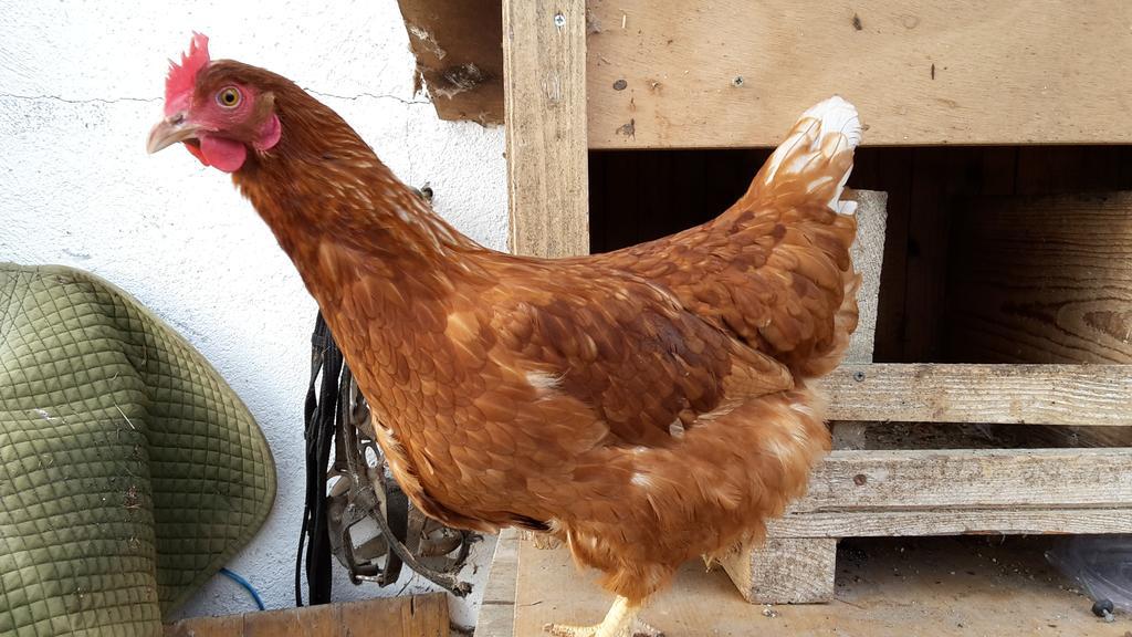 Bio-Bauernhof Rettenbachgut Werfen Kültér fotó